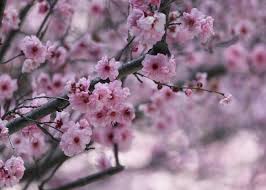 Graceful Cherry Blossoms Metal Poster Print Bear Amber Art Displate In 2021 Japanese Cherry Tree Cherry Blossom Festival Cherry Blossom Art