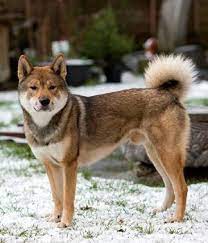 Shikoku Dog Breed Information Pictures Asian Dogs Dog Breeds Japanese Dogs