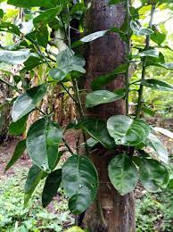 Infusion De Hojas De Naranjo Agrio Citrus Aurantium Un Calmante De Amplio Espectro Steemit