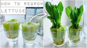 Just one bunch of lettuce, some soil, and this leafy green can be added to the garden with hardly any fuss. How To Regrow Lettuce With Just Water Youtube