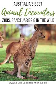 The Ultimate Guide To Australian Animal Encounters Australia Animals Australian Animals Australia Animals Scary