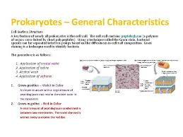 Some bacteria have a layer of carbohydrates that surrounds the cell wall called the capsule. Prokaryotes 1 2 3 General Characteristics And Structures