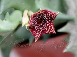 Image result for Orbea carnosa