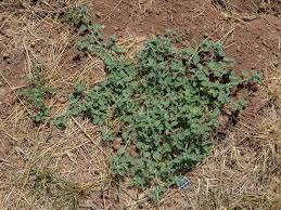 Image result for Heliotropium supinum