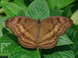 Image result for Pancovia holtzii