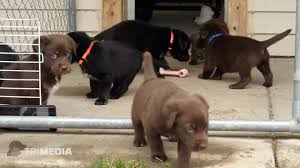 Maybe you would like to learn more about one of these? Dog Adoption Madison Wisconsin