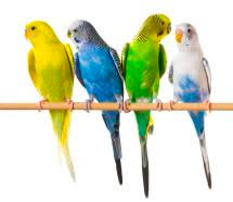 En Guzel Kus Isimleri Best Bird Names
