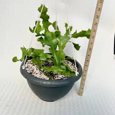 Image result for Euphorbia jubata