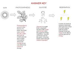 Energy Flow Chart Photosynthesis And Cellular Respiration Graphic Organizer