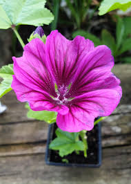 Image result for Malva sylvestris