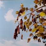 Image result for Piliostigma thonningii