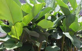 Bongko pisang merupakan salah satu kue yang terbungkus menggunakan daun pisang dari jawa timur. Calathea Lutea Bukan Pisang Lho Urban Garden