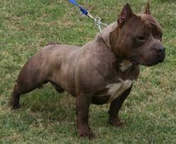 In a single year, puppies can generate sales of over a million dollars. Pocket Pitbull Patterdale Terrier And American Pitbull Terrier Mix Info Puppies