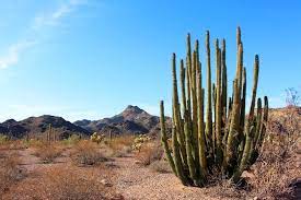 The saguaro cactus isn't native to canada. 12 Top Rated Campgrounds In Arizona Planetware