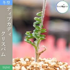 Image result for Dipcadi rigidifolium