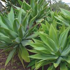 Image result for Agave