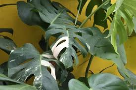 Kenalan Dengan Tanaman Monstera Eksotis Dan Instagrammable Halaman All Kompas Com