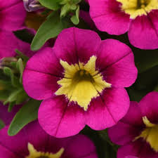 Image result for calibrachoa million bells