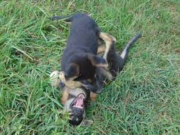 Current on wormingsa nd shots. Hopper Farms Akc Reg German Shepherd Puppies Home Facebook