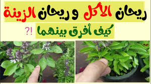 ريحان الأكل و ريحان الزينة تعلم كيف تفرق بينهما بسهولة youtube