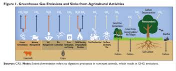 crs infocus report: 'greenhouse gas
