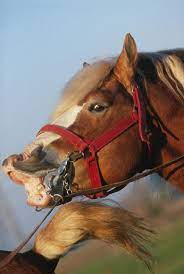 On Heat Horse Horny Animal - Free photo on Pixabay - Pixabay