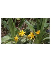 Image result for Hypoxis monanthos