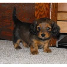 We have been making families happy for 19 years now. Heartland Dachshunds Of Southern Illinois Dachshund Breeder In Mount Vernon Illinois
