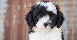 We did not find results for: Sheepadoodle Dog Breed Ukpets