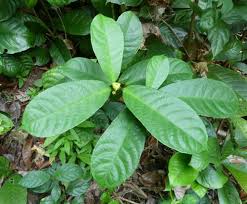 Image result for Excoecaria bussei