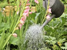 Besser ist morgens, damit die pflanzen bei hohen tagestemperaturen genügend wasser verdunsten können. 12 Tipps Zum Richtigen Giessen Gartenflora