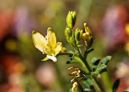 Image result for Cleomaceae