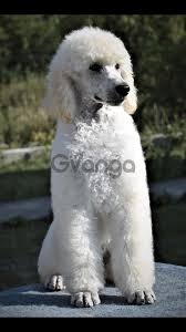 Stay updated about standard poodle puppies for sale uk. Standard Poodle Female Puppy For Sale In Beograd Serbia Price 1500 Dogs Puppies On Gvanga Com Archived From 26 10 2019