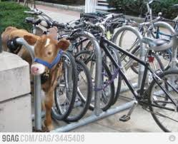 Can I Please Keep A Bottle Calf In The Parking Lot And Take It To Classes With Me Funny Cow Pictures Cows Funny Funny Pictures