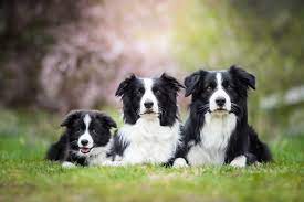 Border Collie Breed Info Pictures Traits Care Guide More Pet Keen