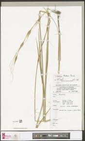 Image result for Phacelurus gabonensis