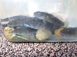 ヨシノボリ メダカ