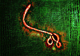 A computer virus called stuxnet has been described as the most sophisticated 'worm' ever created and has already infected more than 45,000 networks worldwide. Stuxnet Tool Of Nonproliferation Or Pandora S Box K 1 Project