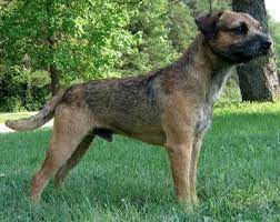 About Border Terriers Border Terrier Border Terrier Puppy Dog Breeds