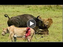 Lion Vs Buffalo National Geographic Lion Documentary Nat Geo Wild Animal Documentary Youtube
