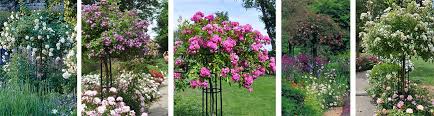 We did not find results for: Tips On Weeping Standard Roses Best Varieties How To Care For Them