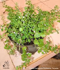 Image result for Micromeria