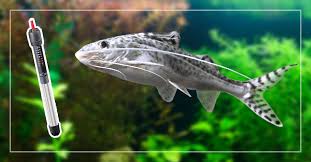 How can you tell if a striped raphael catfish is male or female? Do Pictus Catfish Need A Heater