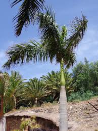 Image result for Roystonea regia