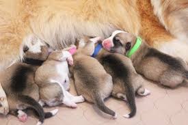 Why you should never have two corgis with natural there are two reasons why you see corgis without tails. Why Do Some Corgis Have Long Tails Stumps Rumps