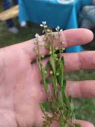 Image result for Polygala ohlendorfiana