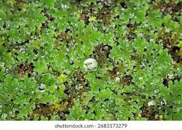 Image result for Azolla nilotica