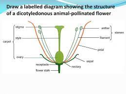 13.3.5 describe the metabolic events in the germination in a typical starchy seed. Ppt 9 3 Reproduction In Angiospermophytes Powerpoint Presentation Free Download Id 1872761