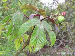 Image result for Jatropha gossypiifolia