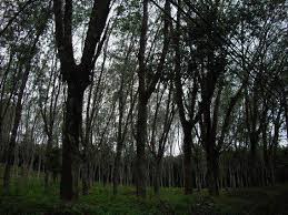Sesat di ladang getah book. Ladang Getah Noreh Sdn Bhd Posts Facebook